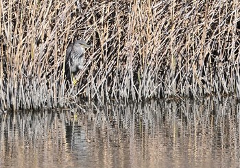 ゴイサギ 東京港野鳥公園 2023年2月26日(日)