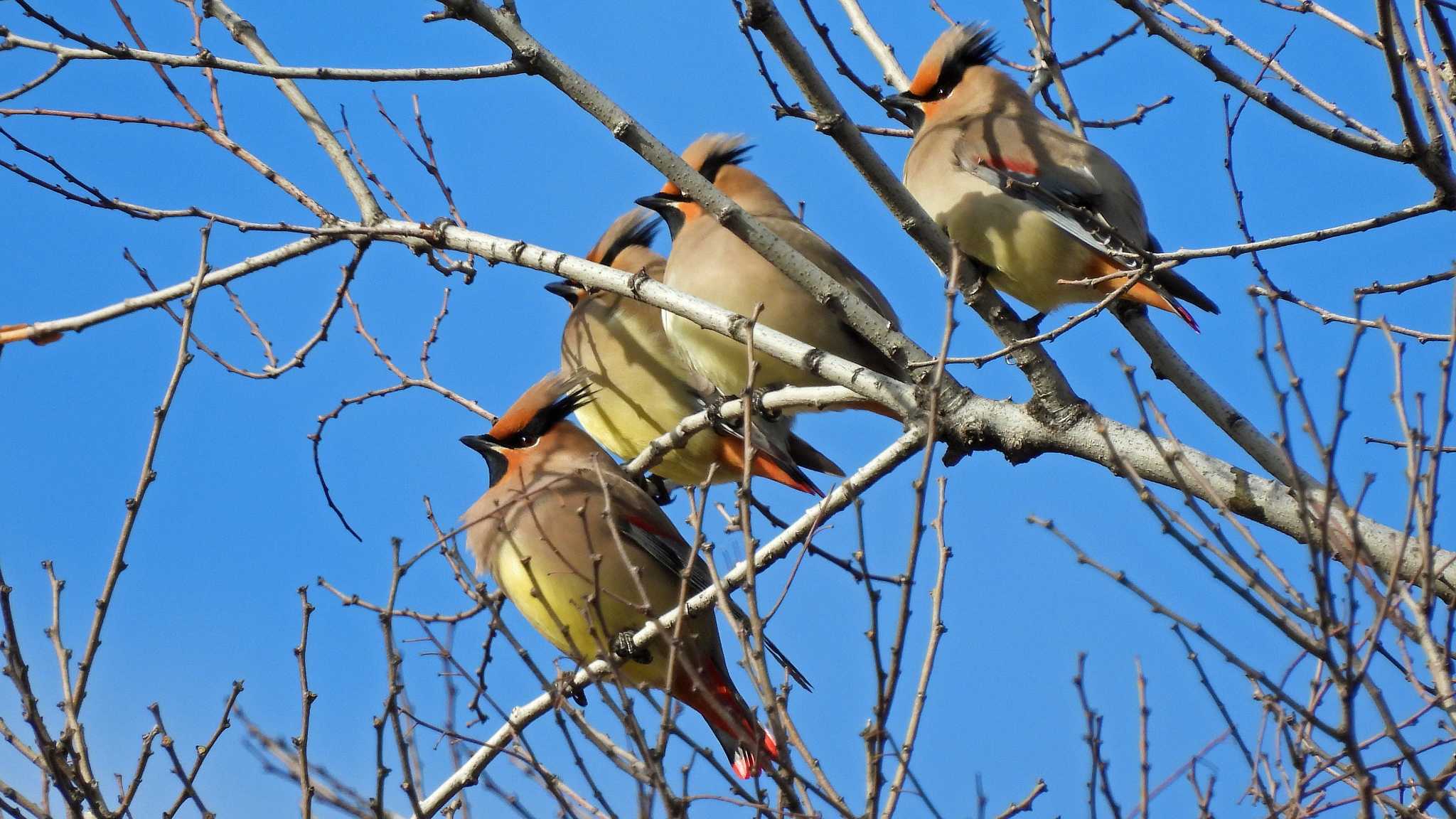 近所の公園 ヒレンジャクの写真 by いしころ