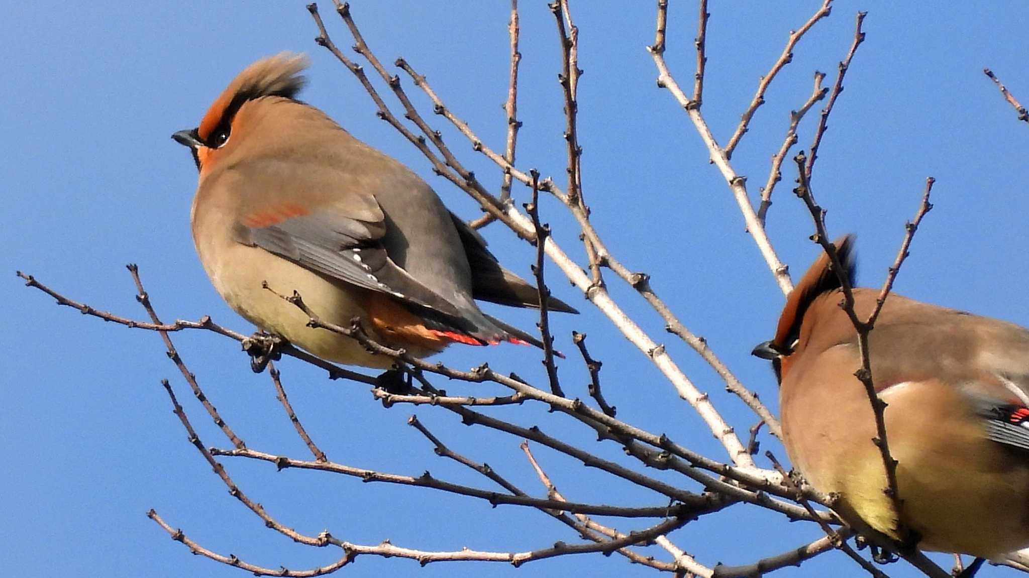 近所の公園 ヒレンジャクの写真 by いしころ