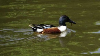 2018年5月1日(火) 印旛沼周辺の野鳥観察記録