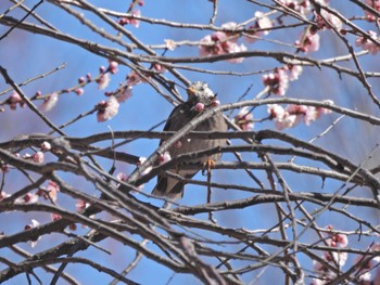 White-cheeked Starling 杉並区 Sun, 2/26/2023