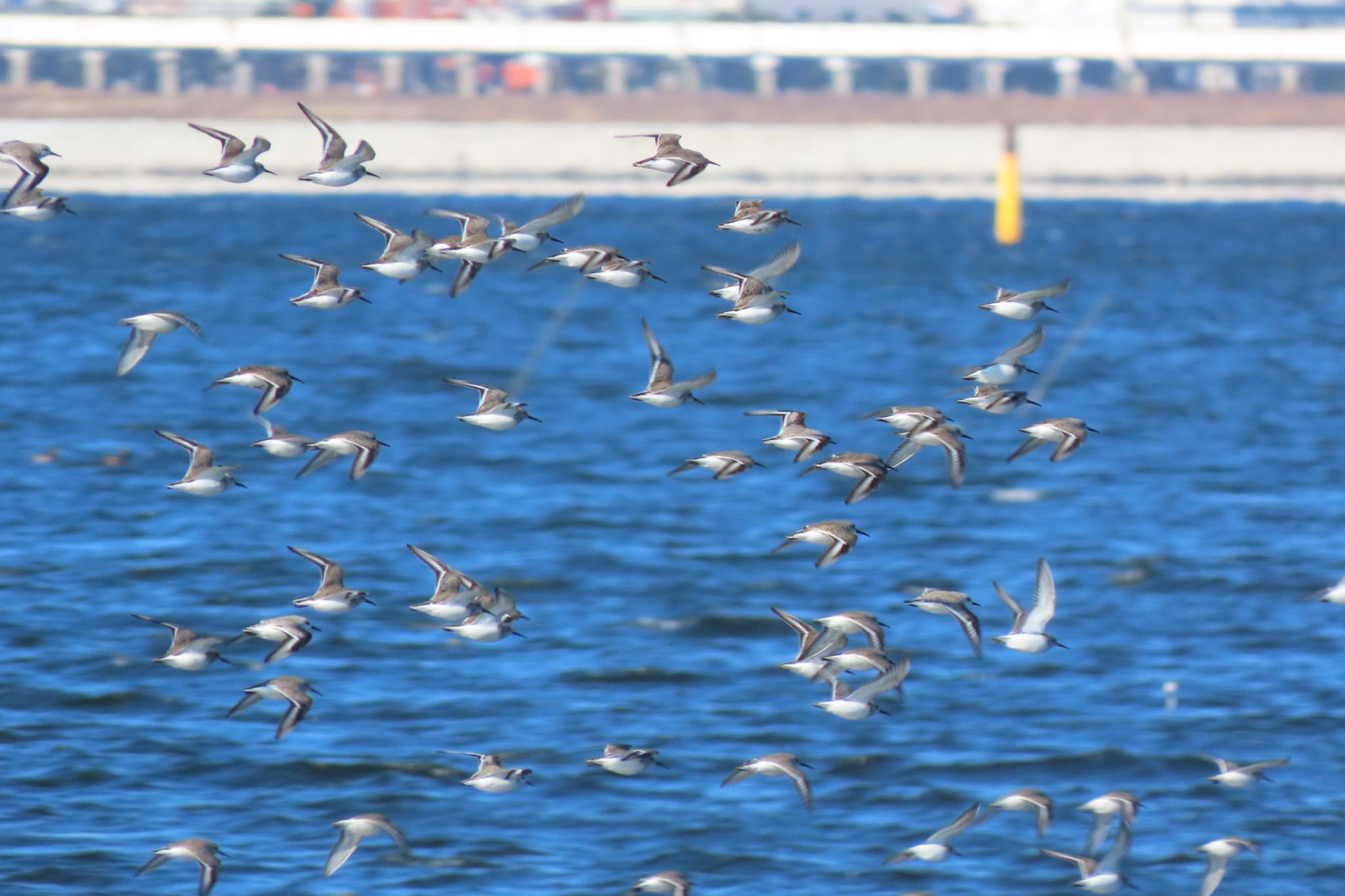 ふなばし三番瀬海浜公園 ハマシギの写真 by 中学生探鳥家