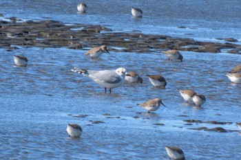 ズグロカモメ ふなばし三番瀬海浜公園 2023年2月26日(日)