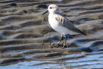 ミユビシギ ふなばし三番瀬海浜公園 2023年2月26日(日)