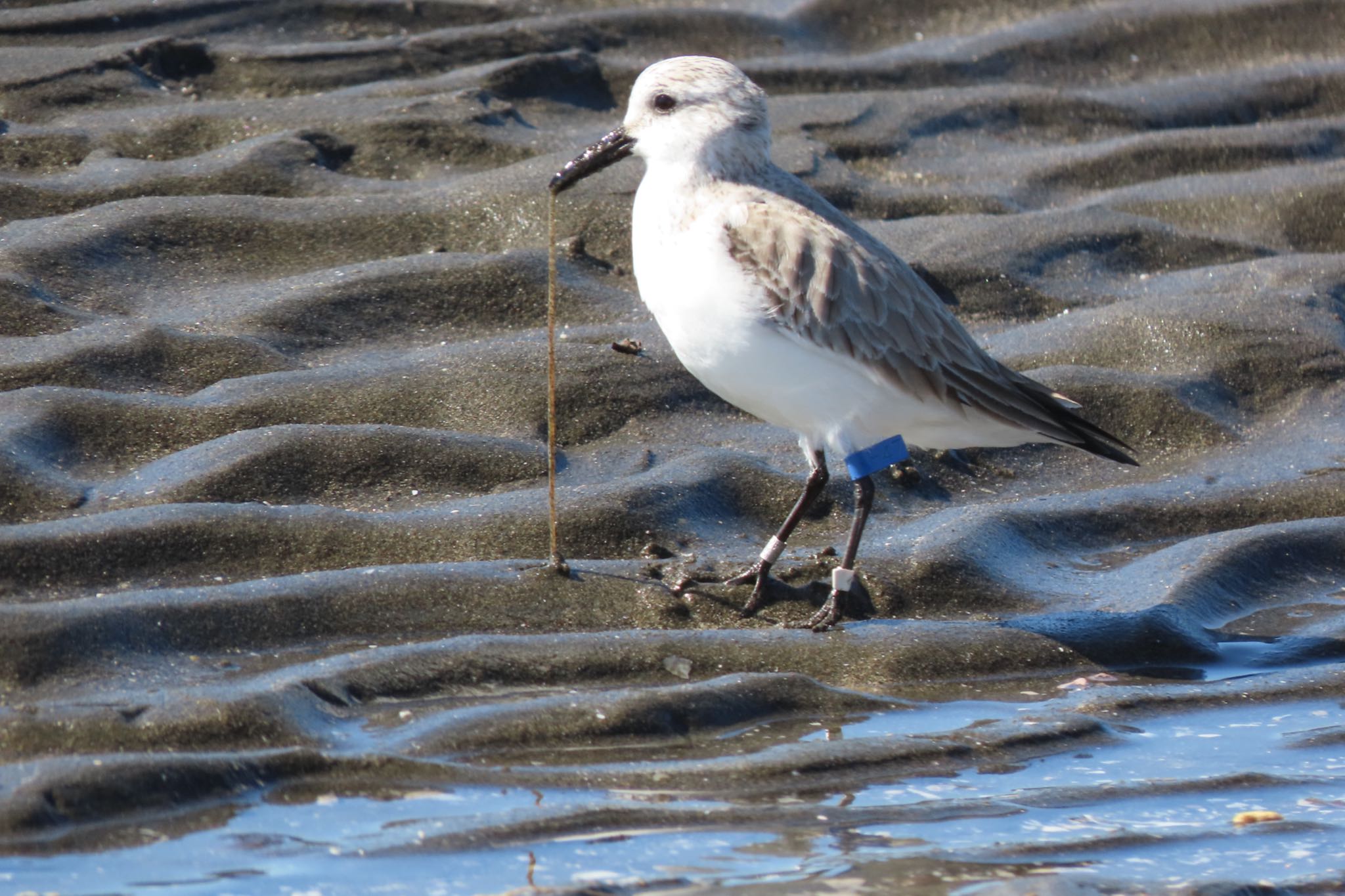 ふなばし三番瀬海浜公園 ミユビシギの写真 by 中学生探鳥家