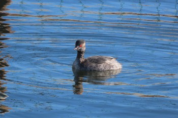 ハジロカイツブリ ふなばし三番瀬海浜公園 2023年2月26日(日)