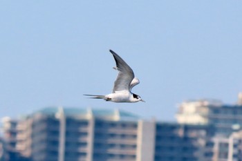 2023年2月26日(日) ふなばし三番瀬海浜公園の野鳥観察記録