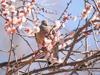 Oriental Turtle Dove 杉並区 Sun, 2/26/2023