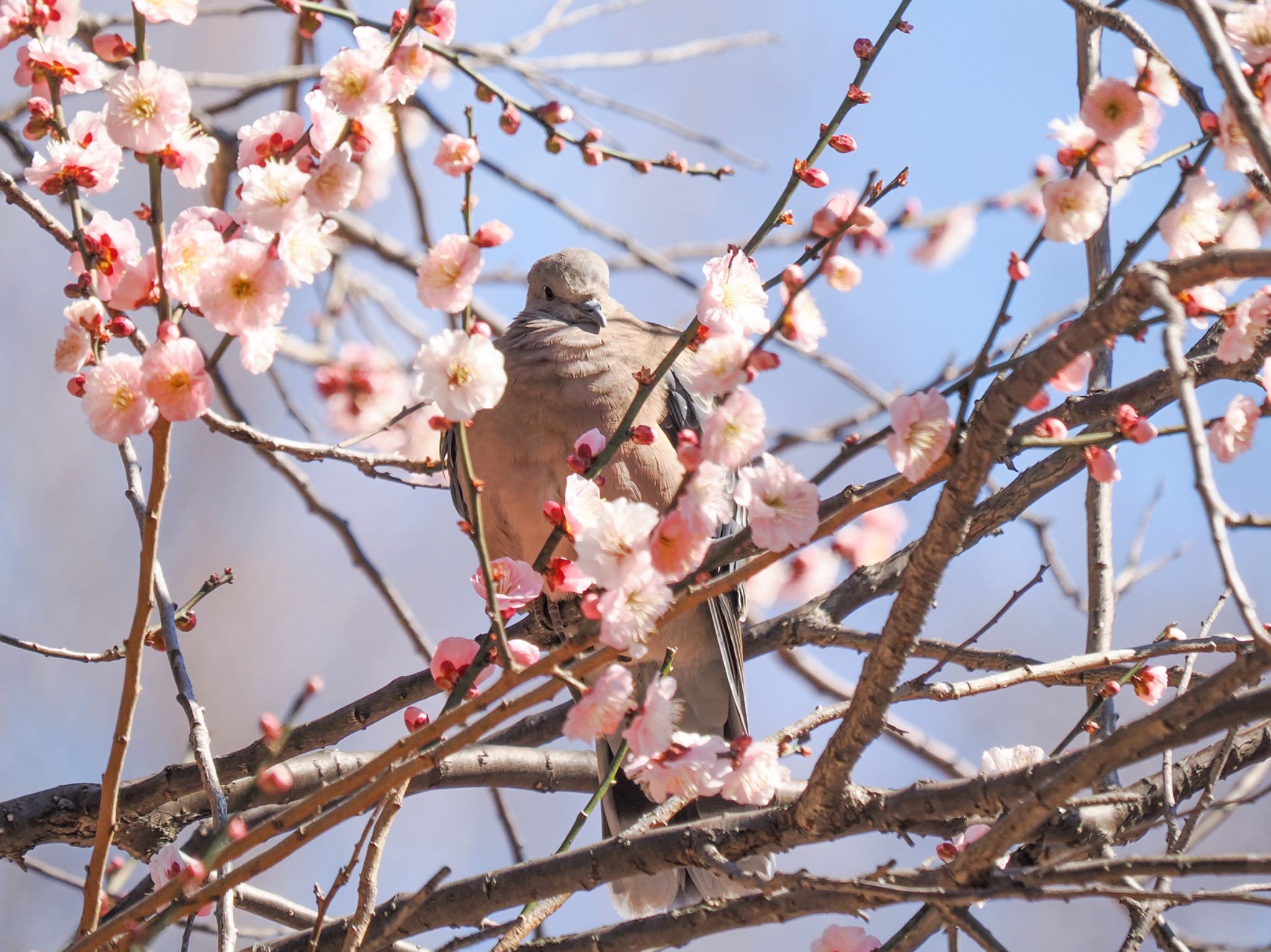 Oriental Turtle Dove