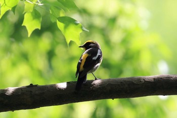 2018年5月1日(火) 大阪城公園の野鳥観察記録