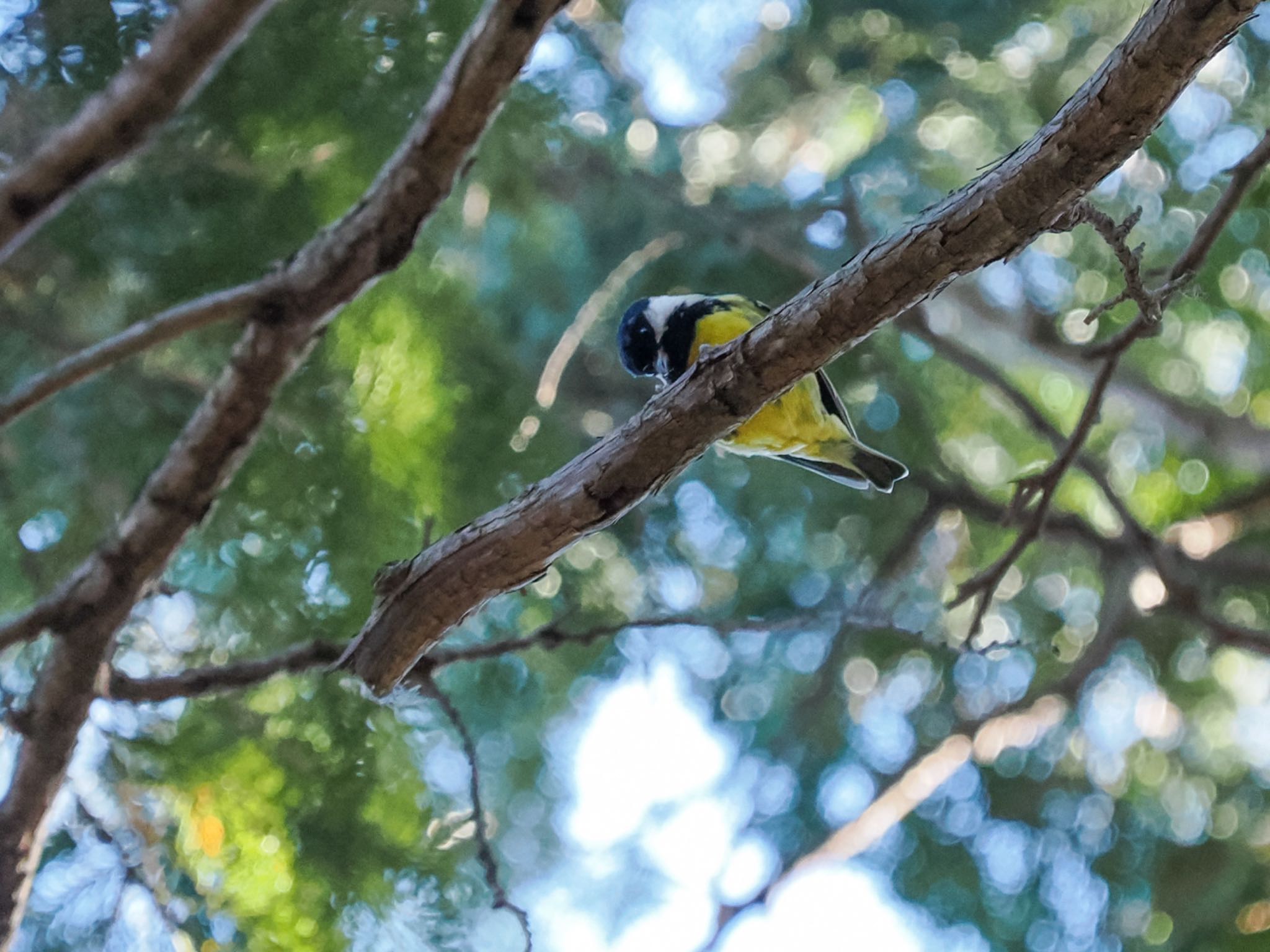 Yellow-bellied Tit