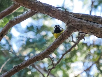 Yellow-bellied Tit 杉並区 Sun, 2/26/2023