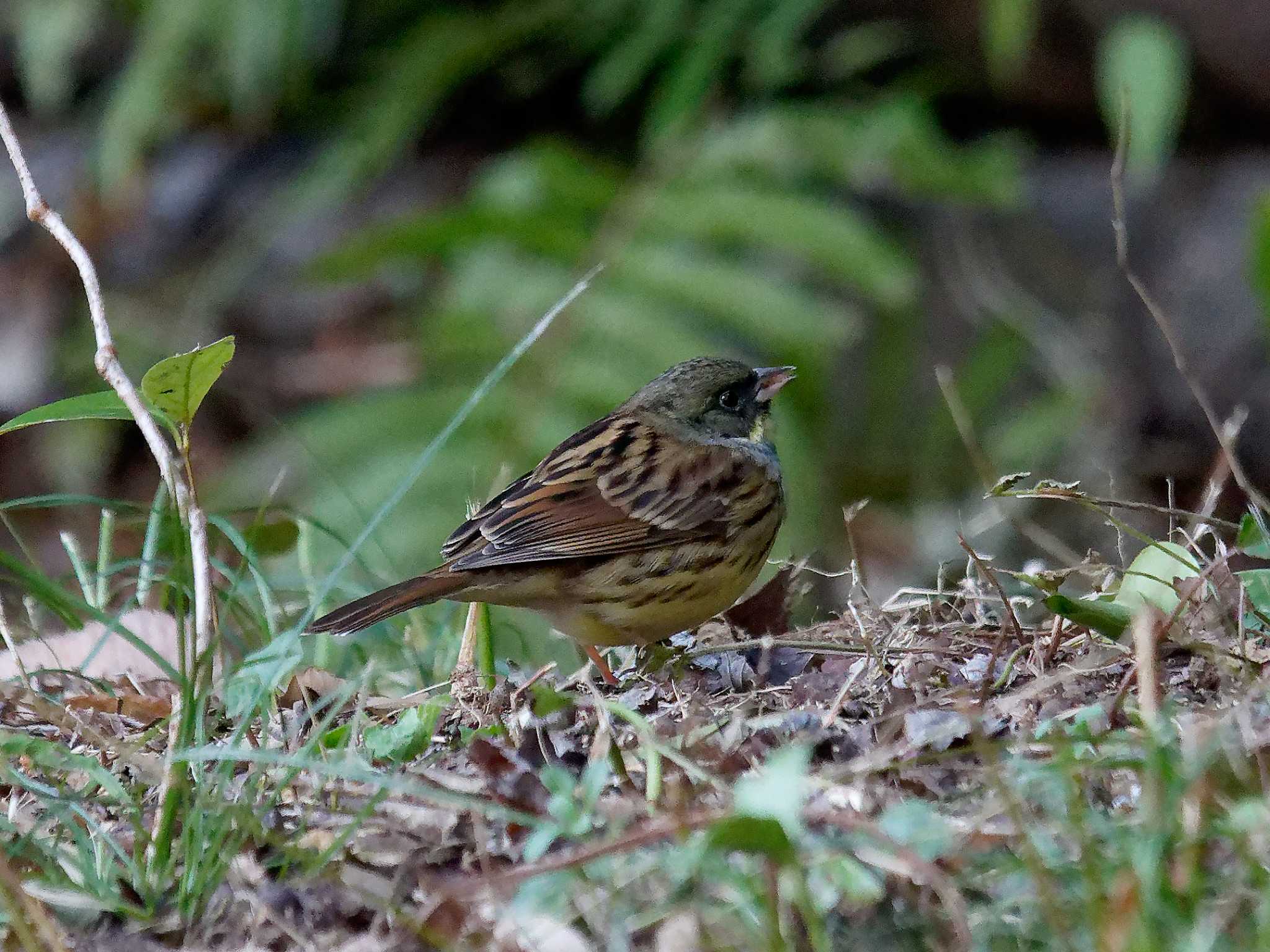 Masked Bunting