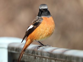 2023年2月26日(日) 早戸川林道の野鳥観察記録