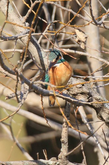 Common Kingfisher 南濃梅園 Sun, 2/26/2023