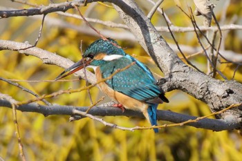 Common Kingfisher 南濃梅園 Sun, 2/26/2023