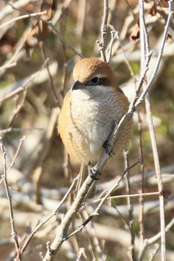 Bull-headed Shrike 南濃梅園 Sun, 2/26/2023