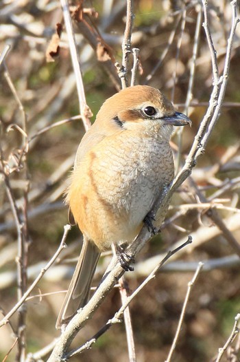 Bull-headed Shrike 南濃梅園 Sun, 2/26/2023