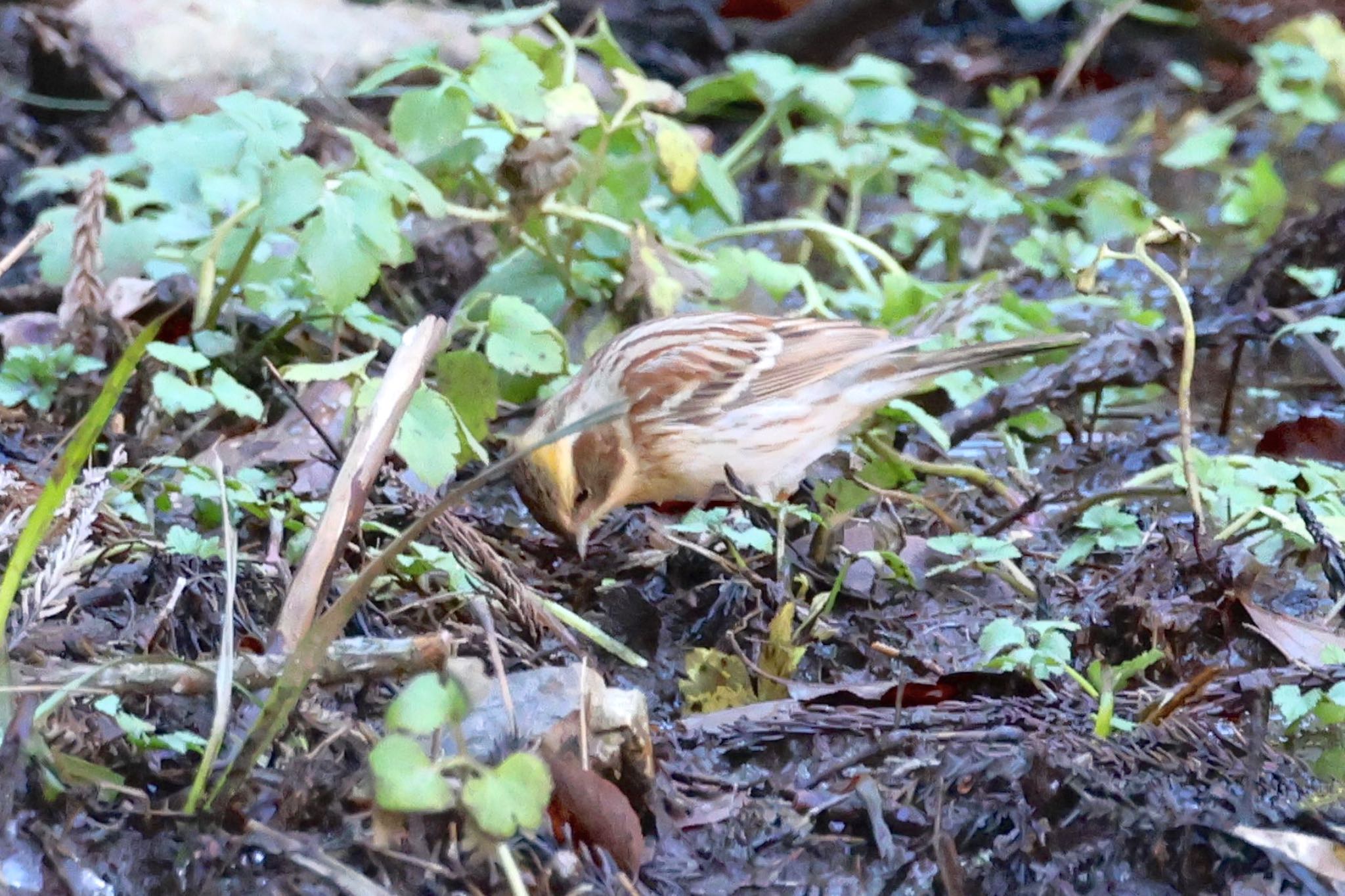 Yellow-throated Bunting