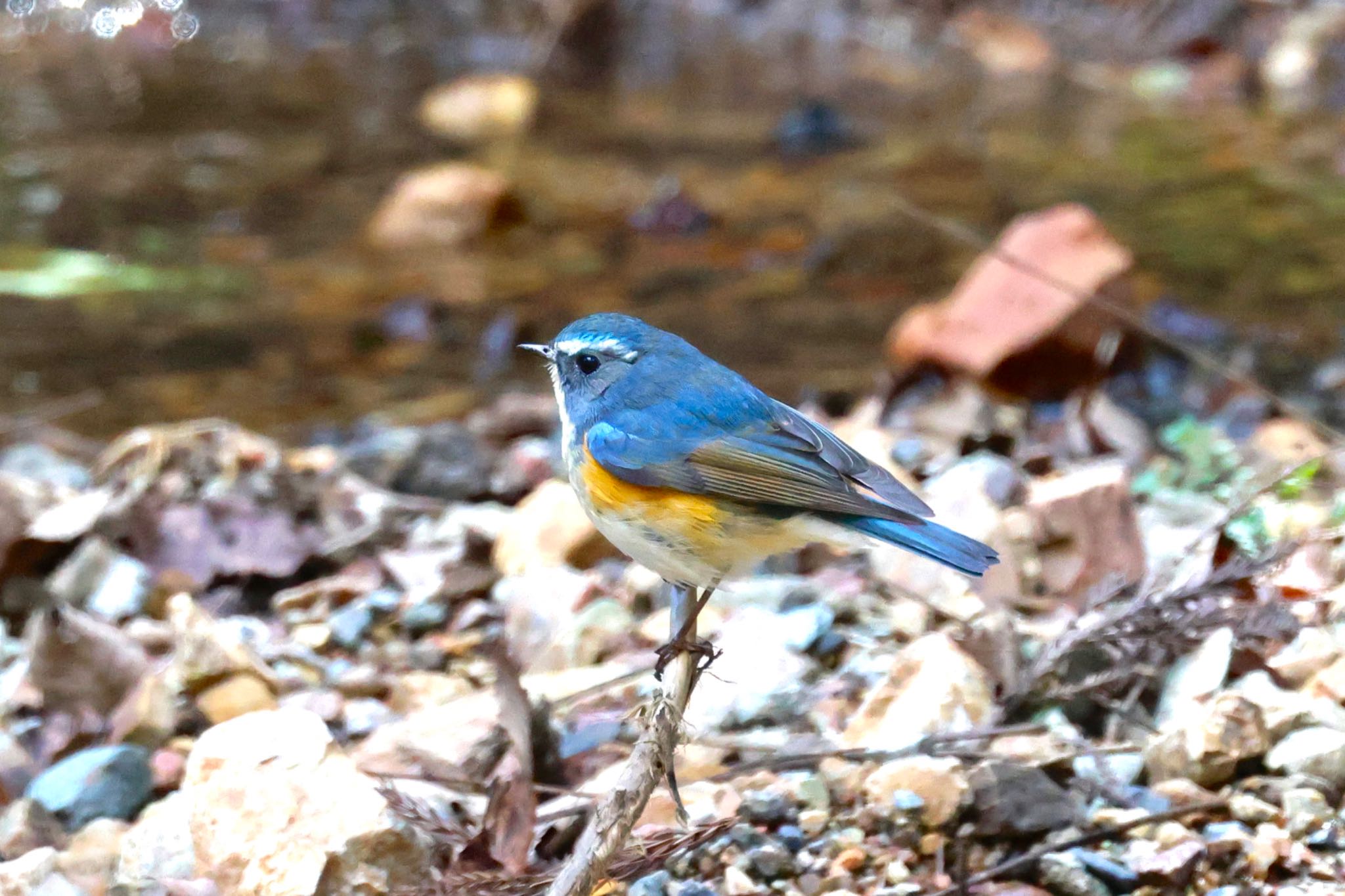 Red-flanked Bluetail