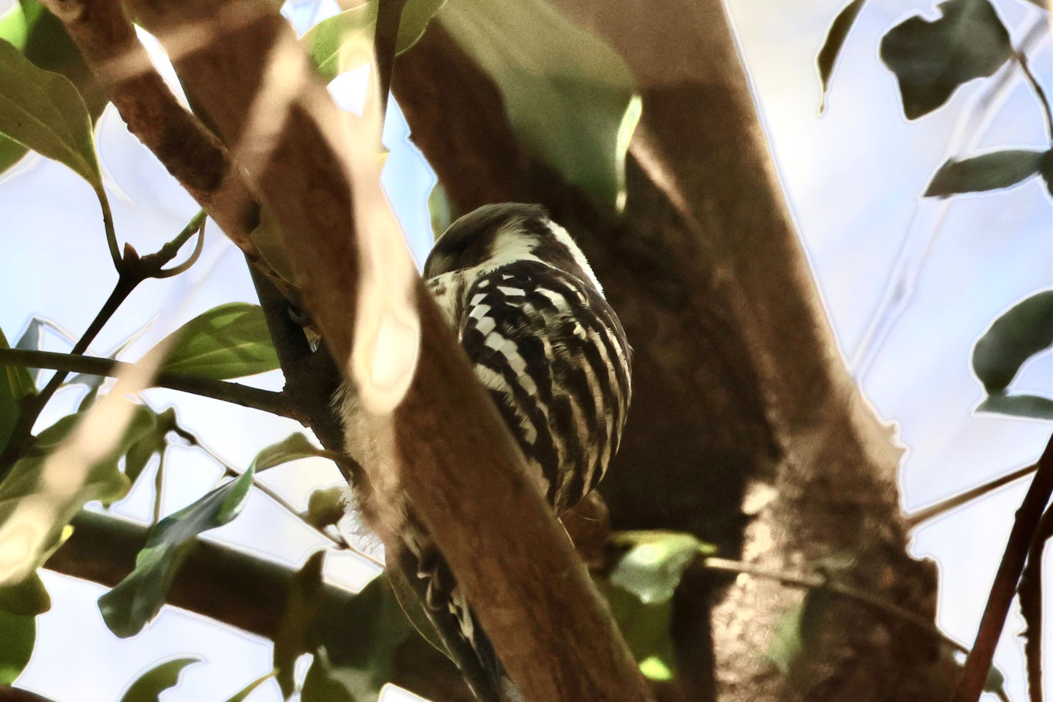 Japanese Pygmy Woodpecker