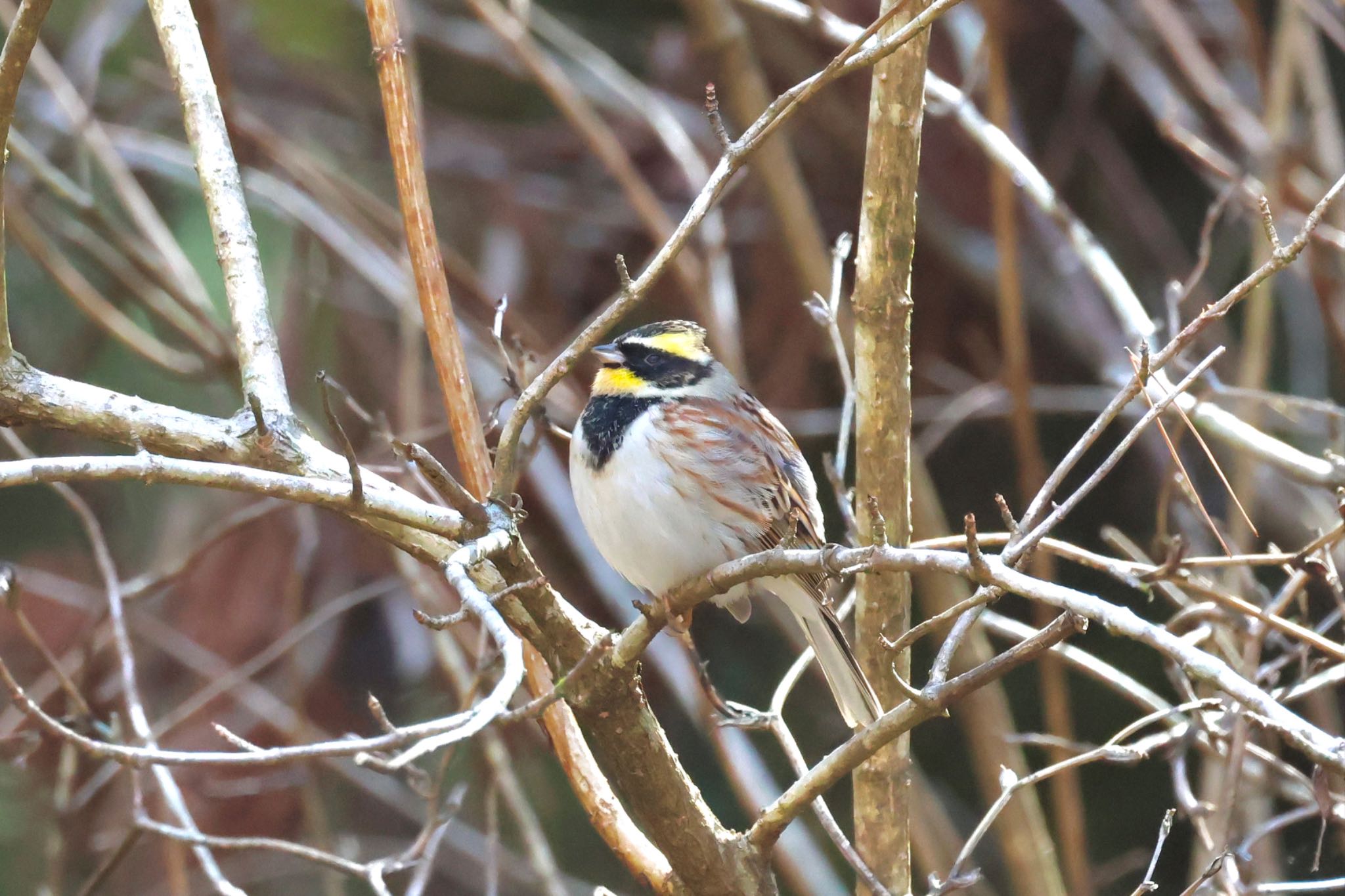 Yellow-throated Bunting