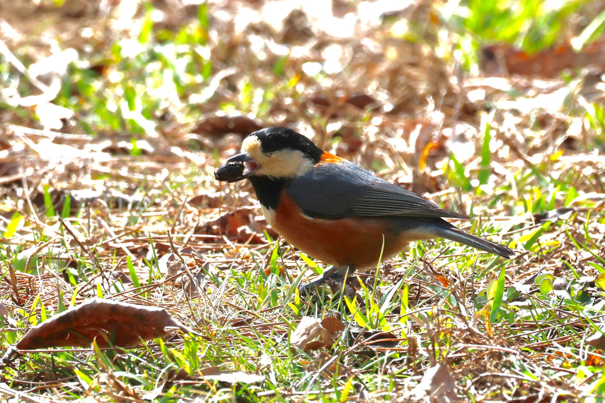 Varied Tit