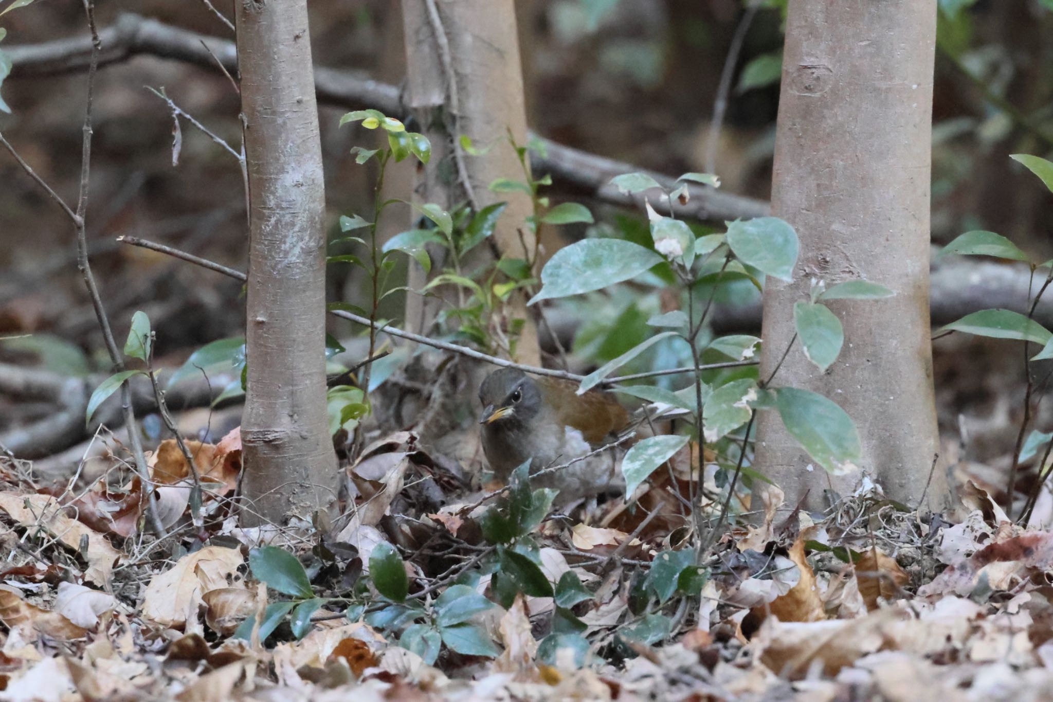 Pale Thrush