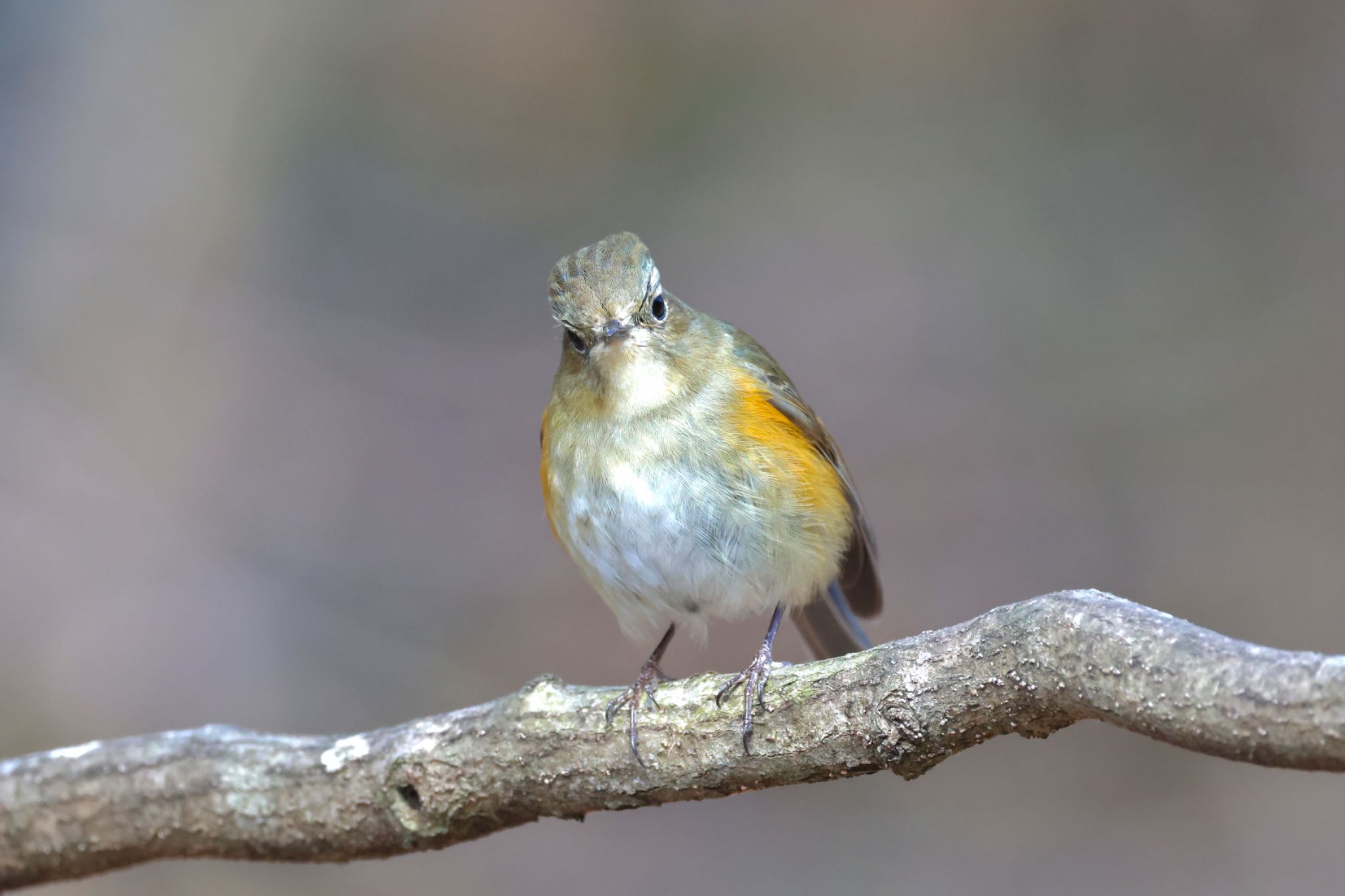 Red-flanked Bluetail