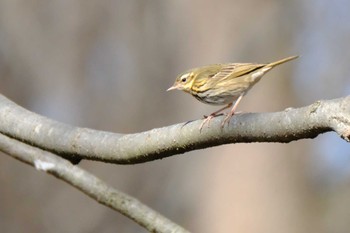 Olive-backed Pipit 高崎自然の森 Sun, 2/26/2023