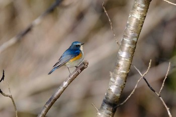 Red-flanked Bluetail 高崎自然の森 Sun, 2/26/2023