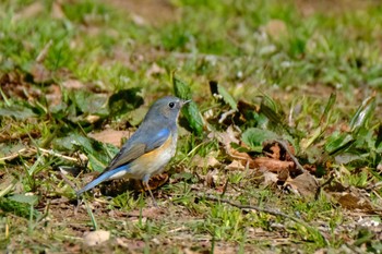 Red-flanked Bluetail 高崎自然の森 Sun, 2/26/2023