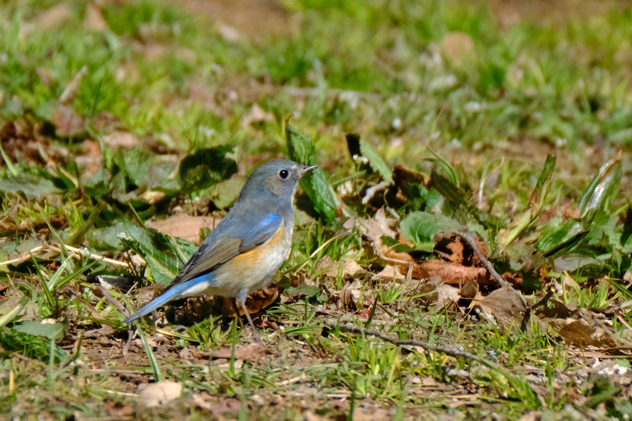 Red-flanked Bluetail