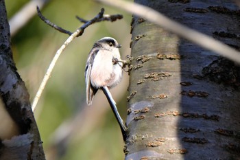 Long-tailed Tit 高崎自然の森 Sun, 2/26/2023