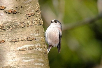 Long-tailed Tit 高崎自然の森 Sun, 2/26/2023