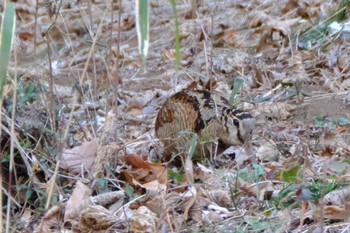 Eurasian Woodcock 高崎自然の森 Sun, 2/26/2023