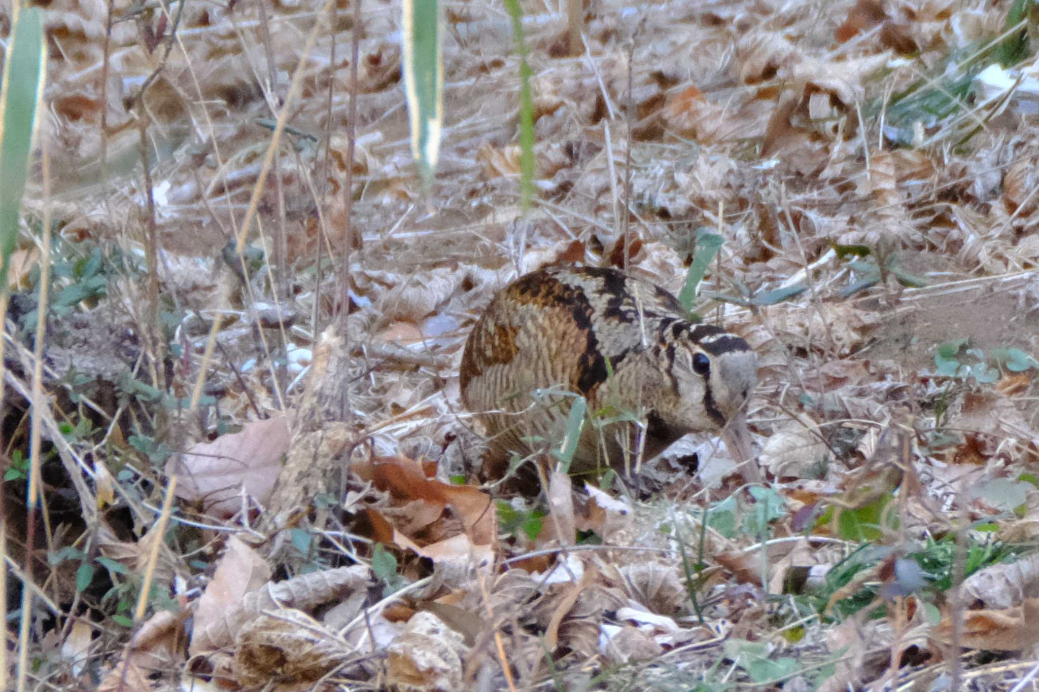 Eurasian Woodcock