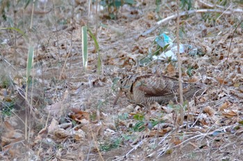 Eurasian Woodcock 高崎自然の森 Sun, 2/26/2023