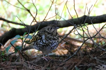 Sun, 2/26/2023 Birding report at 高崎自然の森