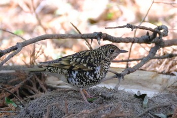 White's Thrush 高崎自然の森 Sun, 2/26/2023