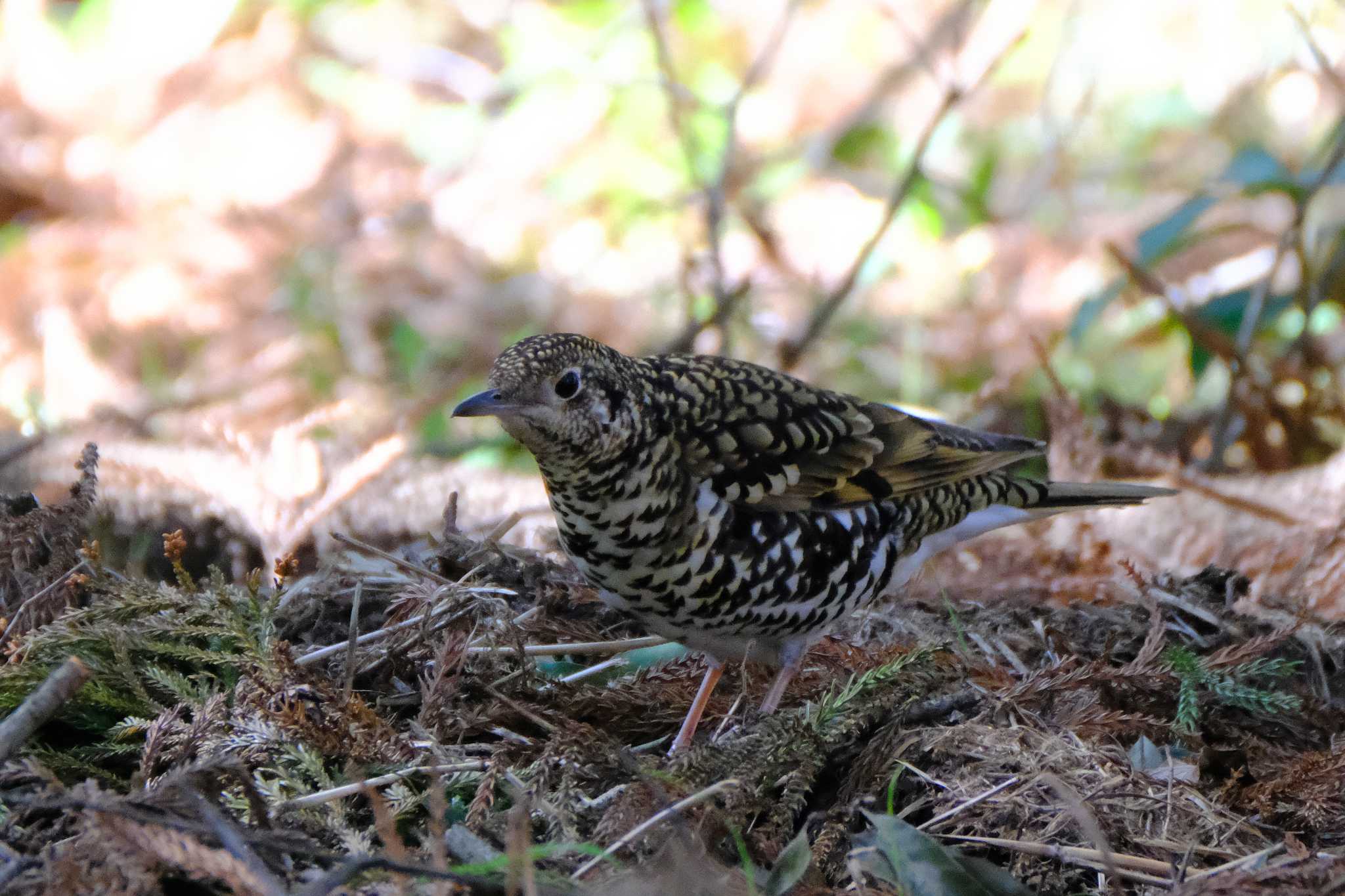 White's Thrush