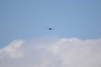 Steller's Sea Eagle 湖北野鳥センター Sat, 2/25/2023