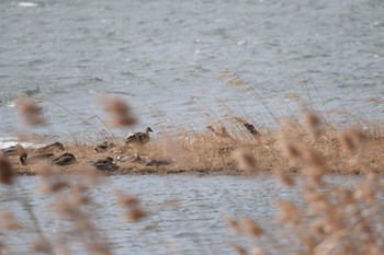 Taiga Bean Goose 湖北野鳥センター Sat, 2/25/2023