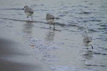 Sanderling 千代崎海岸(三重) Sat, 2/4/2023