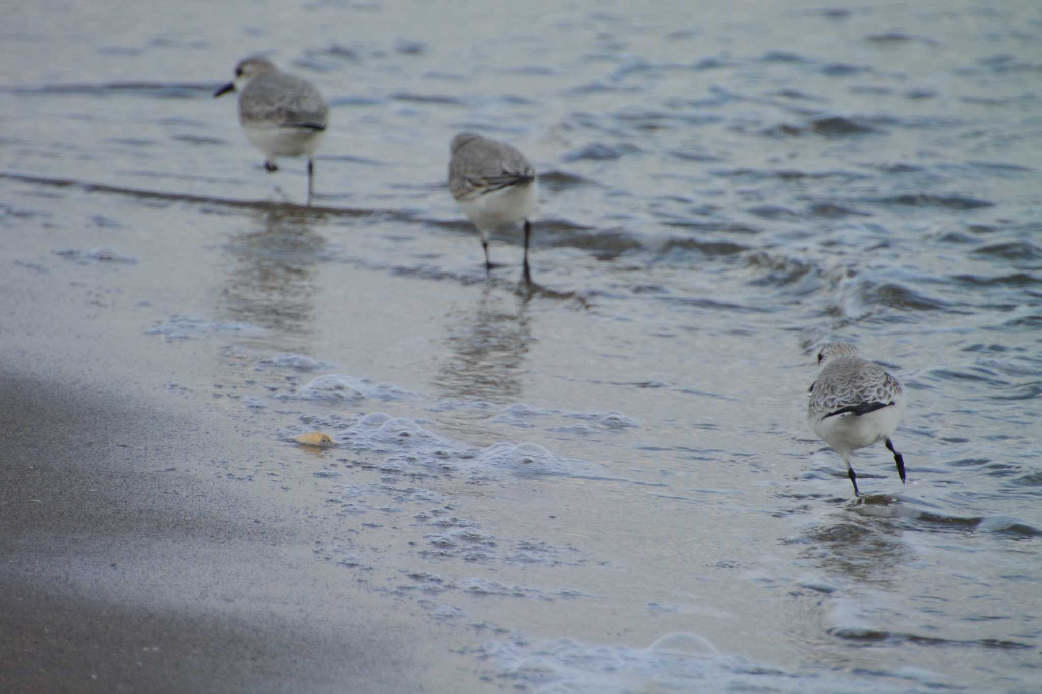 Photo of Sanderling at 千代崎海岸(三重) by sword-fish8240