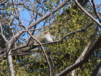 Japanese Waxwing 大室公園 Sun, 2/26/2023