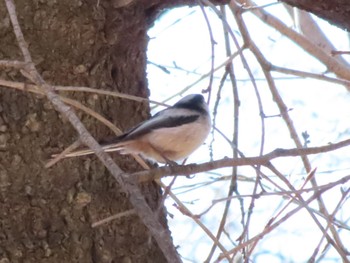 Long-tailed Tit 群馬 権現山 Sat, 2/25/2023