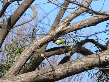 メジロ 大室公園 2023年2月26日(日)