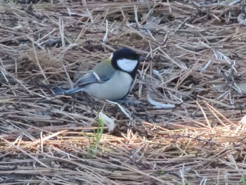 Japanese Tit 大室公園 Sun, 2/26/2023