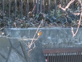 Common Kingfisher 大室公園 Sun, 2/12/2023